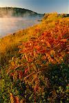 Sumac in Autumn New Brunswick, Canada