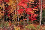 Arbres en automne Quispamsis, Nouveau-Brunswick, Canada