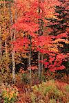 Arbres en automne Quispamsis, Nouveau-Brunswick, Canada