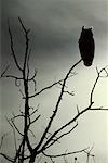 Silhouette of Great Horned Owl In Tree Alberta, Canada