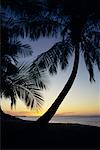 Silhouette de palmiers sur la plage au coucher du soleil au Venezuela