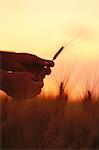 Farmer Examining Wheat