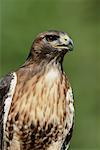 Red-Tailed Hawk Southern British Columbia Canada