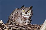 Great Horned Owl on Nest Southern Alberta, Canada