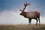 Bull Elk Jasper National Park Alberta, Canada