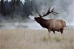 Bull Elk Bugling Jasper National Park Alberta, Canada