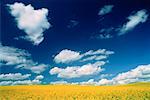 Champ de canola près de Stettler, Alberta, Canada