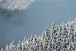 Snow Covered arbres Manning Provincial Park, British Columbia, Canada