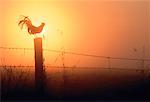 Silhouette de coq sur poteau de clôture au lever du soleil