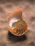 Shell Nautilus dans le sable