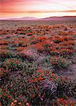 California Poppies Antelope Valley, California, USA