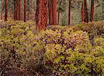 Ponderosa Pine de l'Oregon, USA