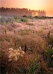 Field at Dawn, sétaire et quai ouest, près de Sherwood Park (Alberta), Canada