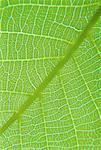 Close-Up of Walnut Leaf