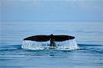 Right Whale Bay of Fundy New Brunswick, Canada