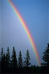 Rainbow over Forest Banff, Alberta, Canada