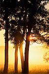 Silhouette der Bäume bei Sonnenaufgang