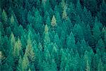 Evergreen Forest Crowsnest Pass, en Colombie-Britannique Canada