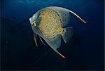 Underwater View of French Angelfish Grand Cayman Island British West Indies