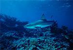 Vue sous-marine de Bull Shark Grand Cayman Island British West Indies