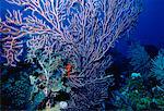 Vue sous-marine de gorgones corail, île de Grand Cayman, British West Indies