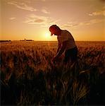 Landwirt im Feld bei Sonnenuntergang