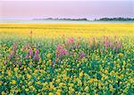 Fireweed and Canola Field Near Pierceland, Saskatchewan Canada