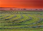 Field at Dawn Near Wynyard Saskatchewan, Canada