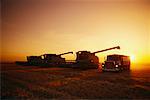 Harvesting Wheat at Sunset Saskatchewan, Canada