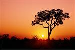 Silhouette of Tree at Sunset Chobe National Park Botswana