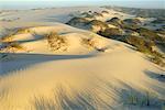 Dunes de sable près de l'océan Atlantique, en Afrique du Sud