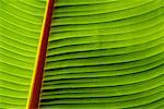 Close-Up of Palm Frond South Africa