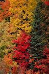 Mischwald im Herbst Lanark County, Ontario, Kanada
