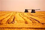 La récolte de blé de la Saskatchewan, Canada