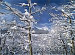 Snow Covered Trees and Mountains Rocky Mountains, near Waterton National Park, Alberta, Canada