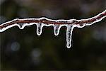 Close-Up of Ice on Twig Shampers Bluff New Brunswick, Canada