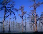 Cyprès arbres lac Lafayette, Tallahassee, Florida, USA