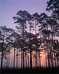Silhouette des arbres de pin Ochlockonee River State Park, Floride, États-Unis