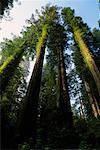 Looking Up at Redwoods Jedidiah Smith State Park California, USA