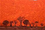 Köcher Bäume bei Sonnenaufgang Kokerboomkloof, Richtersveld National Park, Südafrika