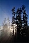 Redwood-Nationalpark, Kalifornien, USA