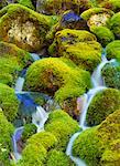 Stream Parc National Yoho en Colombie-Britannique, Canada