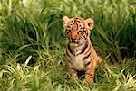 Portrait of Bengal Tiger Cub Munda Wanga, Zambia