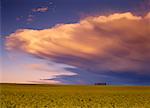 Gewitterwolken und Canola-Feld in der Nähe von Edmonton, Alberta, Kanada