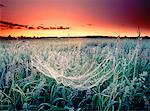 Spiderweb at Dawn Near Sherwood Park Alberta, Canada