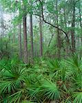 Appalachicola National Forest Florida, USA