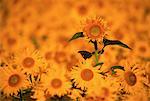 Sunflower Field Ormstown, Quebec, Canada