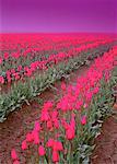 Champ de tulipes Mount Vernon, Washington, USA