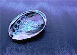 Abalone Shell, Mother of Pearl