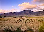 Verger de pommiers en fleurs près d'Osoyoos, vallée de l'Okanagan en Colombie-Britannique, Canada